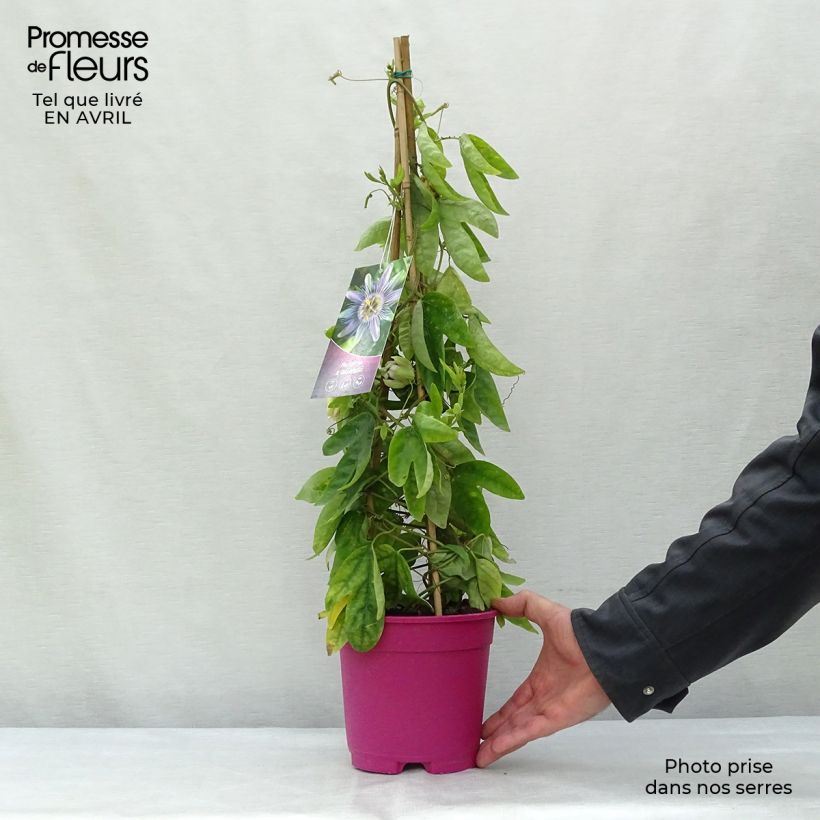Spécimen de Passiflora allardii - Fleur de la Passion Pot de 2L/3L tel que livré au printemps