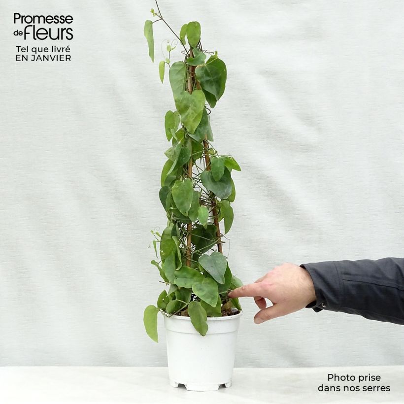 Spécimen de Passiflora mucronata - Fleur de la Passion Pot de 2L/3L tel que livré en hiver