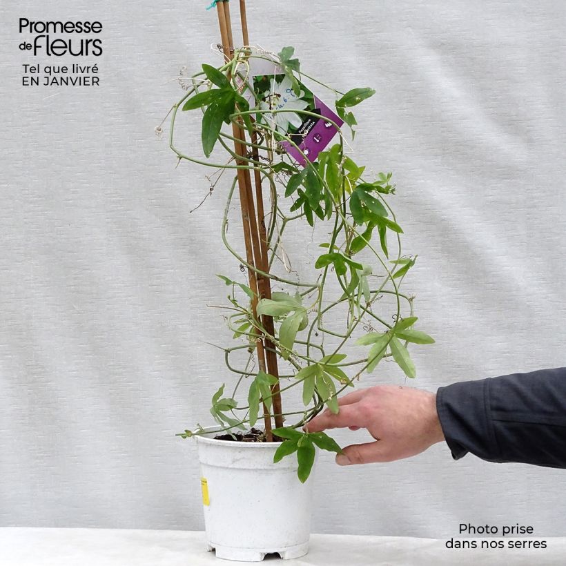 Spécimen de Passiflora subpeltata - Fleur de la Passion Pot de 2L/3L tel que livré en hiver