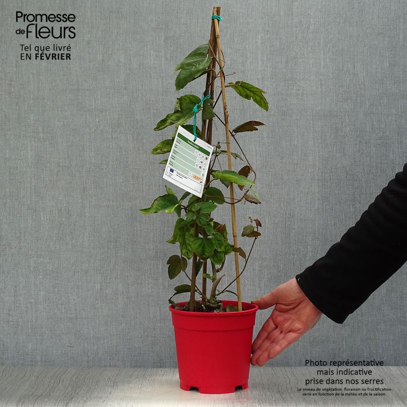 Spécimen de Passiflora vitifolia - Passiflore à feuilles de vigne Pot de 2L/3L tel que livré en hiver