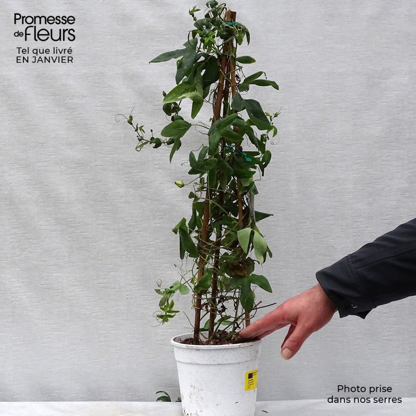 Spécimen de Passiflore Amethyst Blanche - Fleur de la Passion Pot de 2L/3L tel que livré en hiver