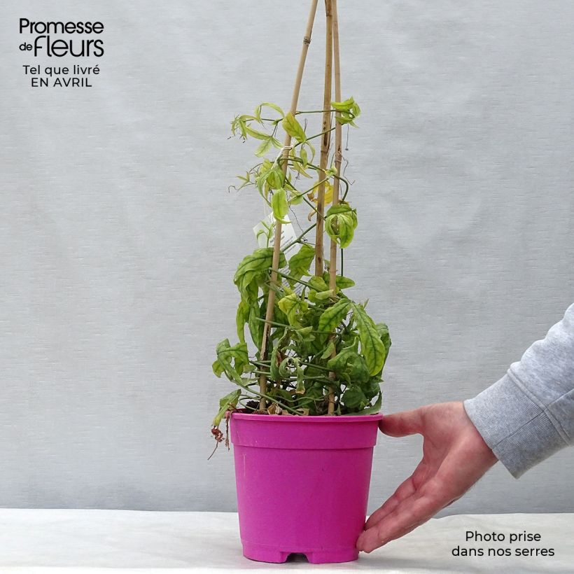 Spécimen de Passiflore Anastasia - Fleur de la Passion Pot de 2L/3L tel que livré au printemps