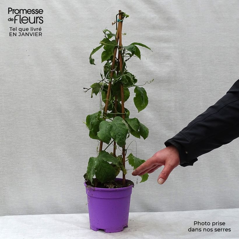 Spécimen de Passiflore Byron Beauty - Fleur de la Passion Pot de 2L/3L tel que livré en hiver