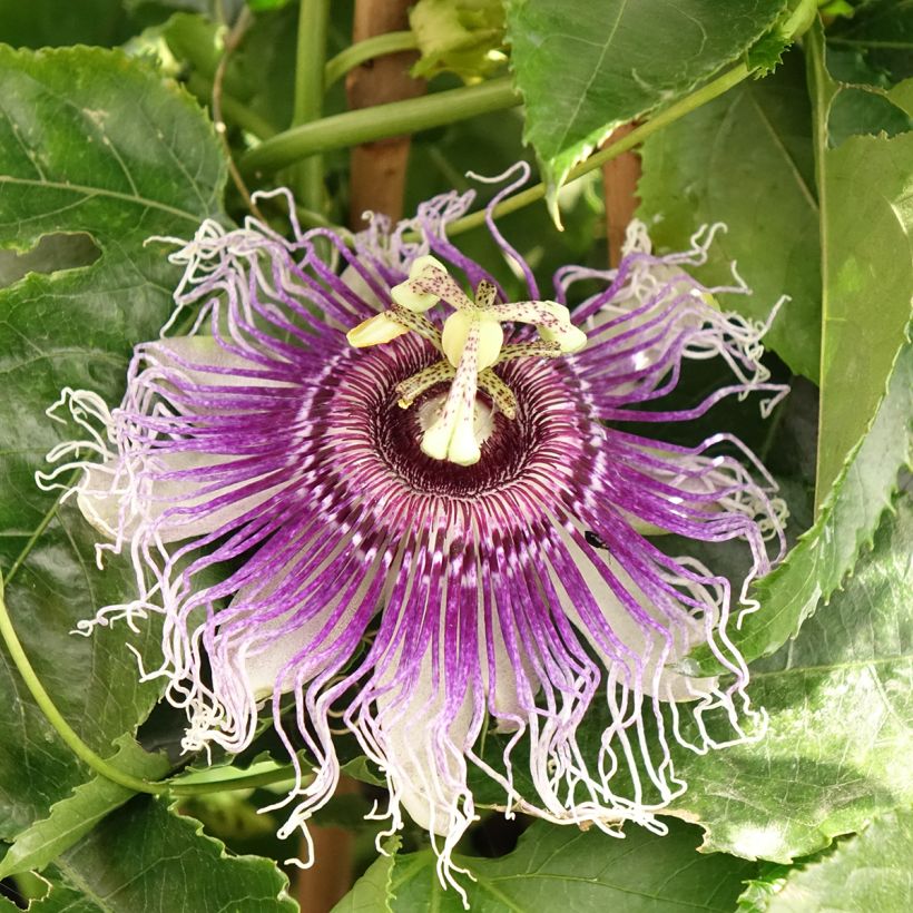 Passiflore Byron Beauty - Fleur de la Passion (Floraison)