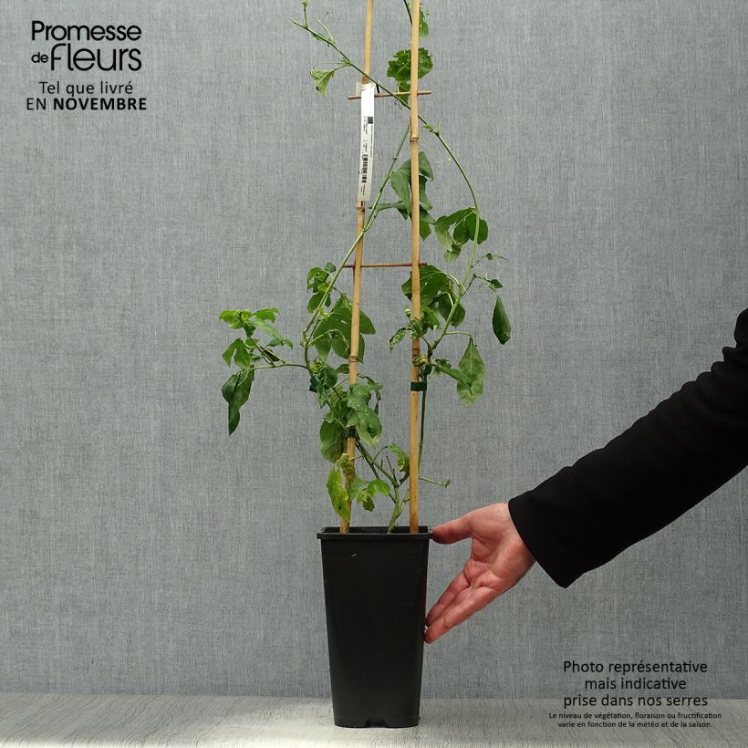 Spécimen de Passiflore Eia popeia - Passiflora (x) incarnata Pot de 2L/3L tel que livré en automne