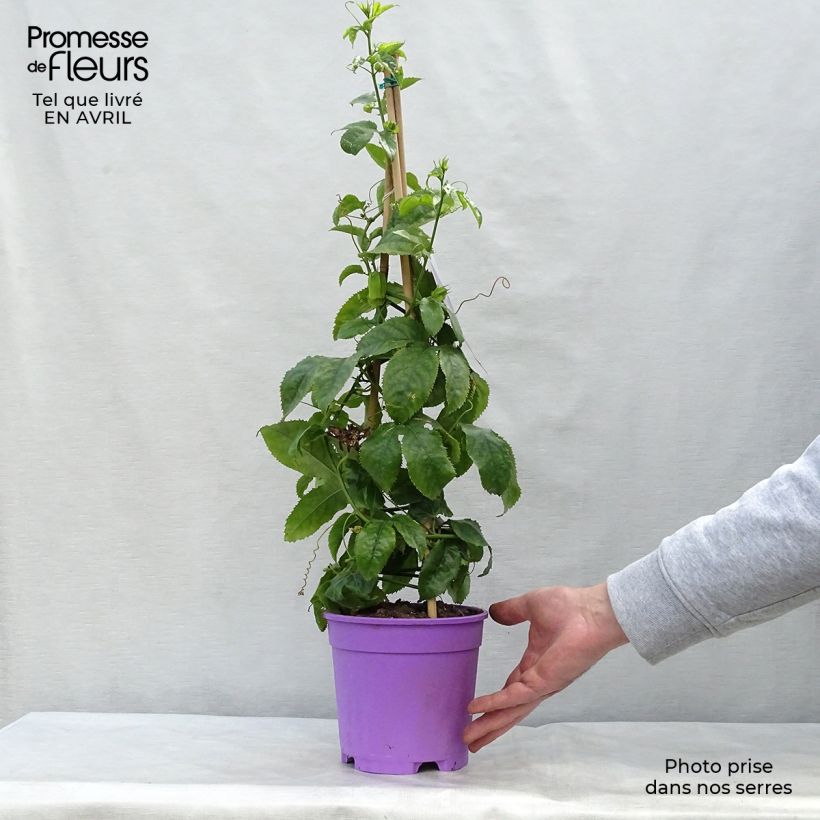 Spécimen de Passiflore Essenza - Fleur de la Passion Pot de 2L/3L tel que livré au printemps