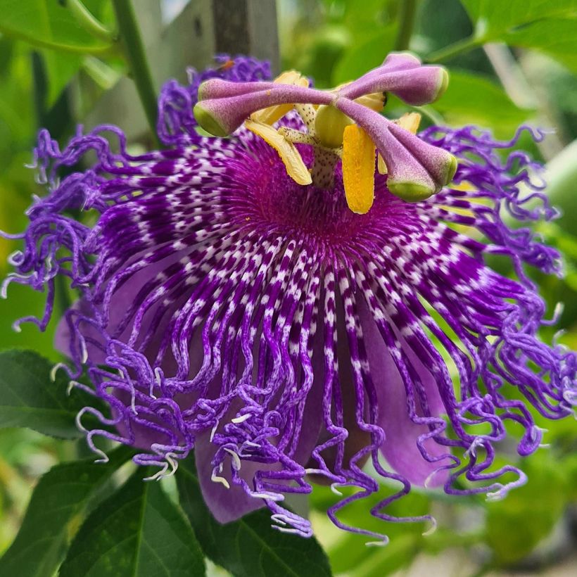 Passiflore Incense - Fleur de la Passion (Floraison)