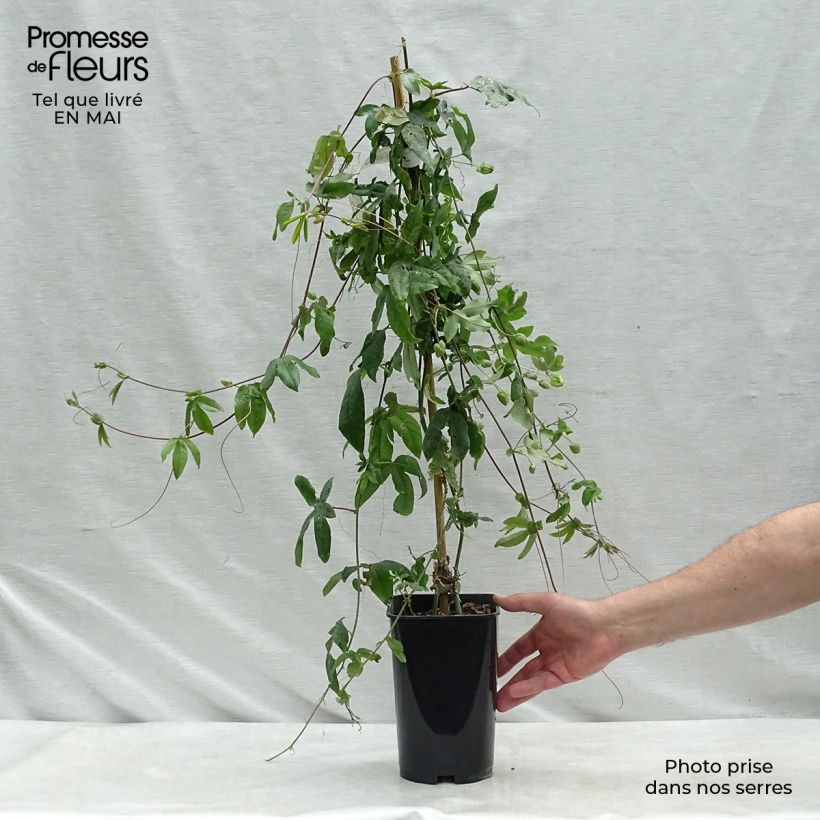 Passiflora Lady Betty Myles Young Vaso da 3L/4L esemplare consegnato in primavera