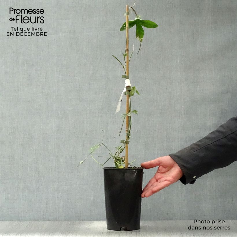 Spécimen de Passiflore Lady Betty Myles Young - Fleur de la Passion bleue violet Pot de 3L/4L tel que livré en hiver