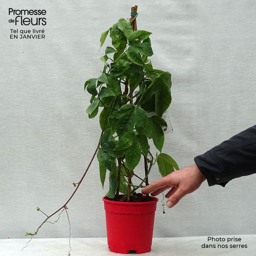 Spécimen de Passiflore Marijke - Fleur de la Passion Pot de 2L/3L tel que livré en hiver