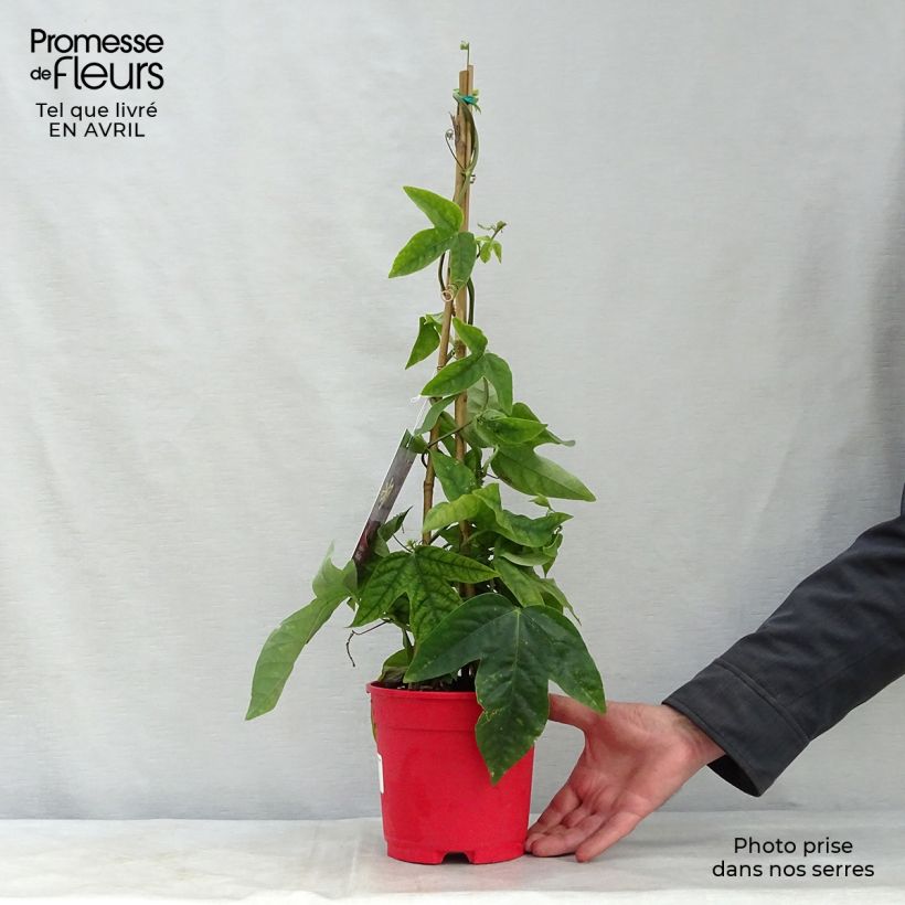Spécimen de Passiflore Marijke - Fleur de la Passion Pot de 2L/3L tel que livré au printemps