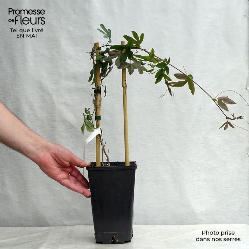 Amostra de Maracujá Purple Passion Vaso de 2 L/3 L tal como entregue na primavera