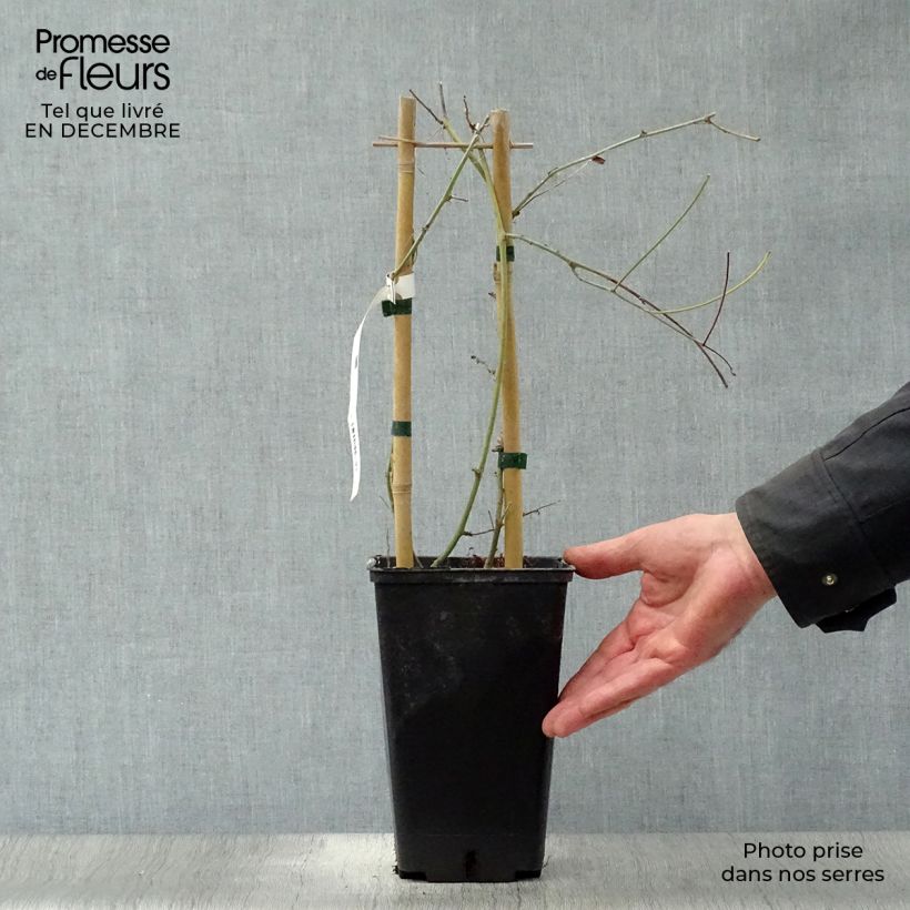 Spécimen de Passiflore Purple Passion - Fleur de la Passion Pot de 2L/3L, Livré entre 80/100 cm tel que livré en hiver