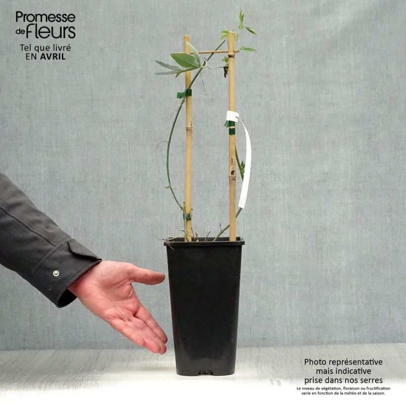 Spécimen de Passiflore Snow Queen - Fleur de la Passion Pot de 2L/3L tel que livré au printemps