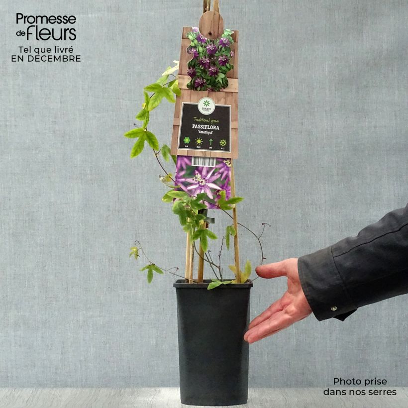 Spécimen de Passiflore Violacea (Amethyst, amethystina) Pot de 2L/3L tel que livré en hiver