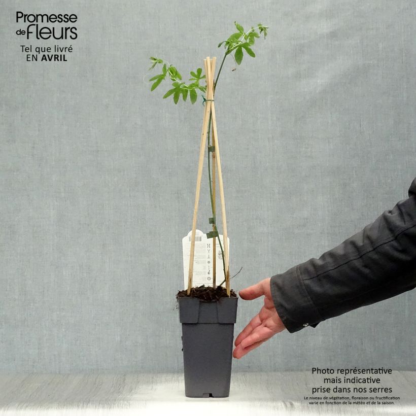 Passiflora caerulea Constance Elliot - Flor de la pasión Maceta 2L/3L Ejemplar entregado en la primavera