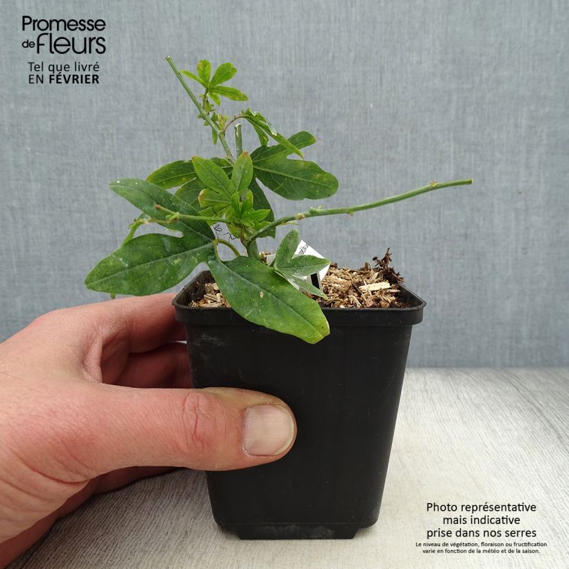 Spécimen de Passiflore caerulea - Fleur de la Passion Godet de 8/9 cm tel que livré en hiver