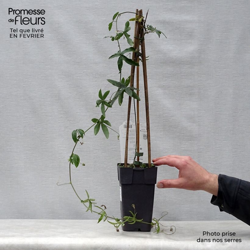 Spécimen de Passiflore caerulea - Fleur de la Passion Pot de 2L/3L tel que livré en hiver