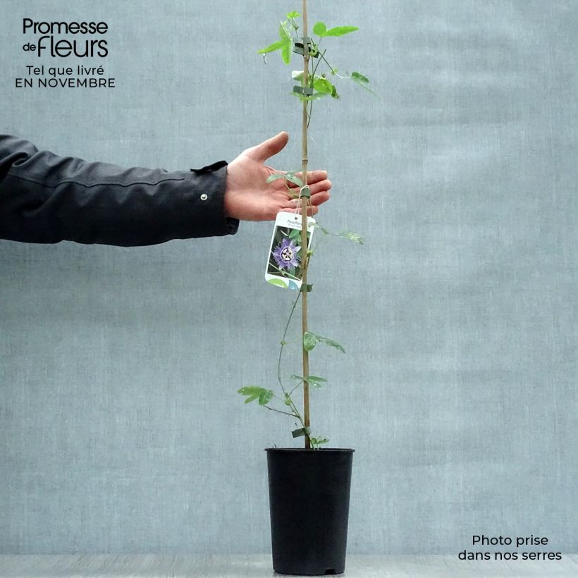 Spécimen de Passiflore caerulea Purple Haze - Fleur de la Passion Pot de 2L/3L tel que livré en automne