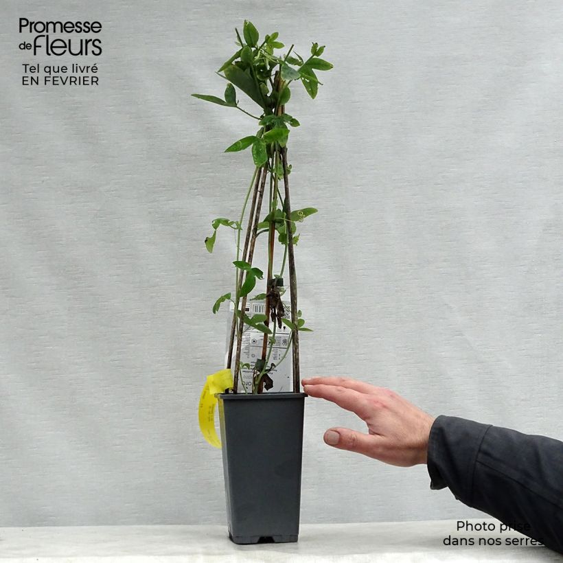 Spécimen de Passiflore caerulea Purple Haze - Fleur de la Passion Pot de 2L/3L tel que livré en hiver