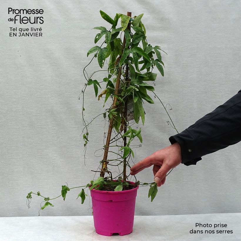 Spécimen de Passiflore caerulea x racemosa - Fleur de la Passion Pot de 2L/3L tel que livré en hiver