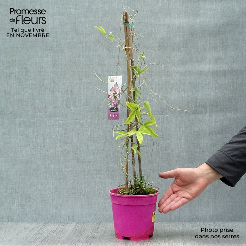 Spécimen de Passiflore caerulea x racemosa - Fleur de la Passion Pot de 2L/3L tel que livré en automne