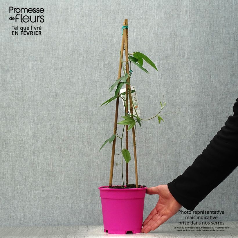 Spécimen de Passiflore insignis Pink Passion - Fleur de la Passion Pot de 2L/3L tel que livré en hiver