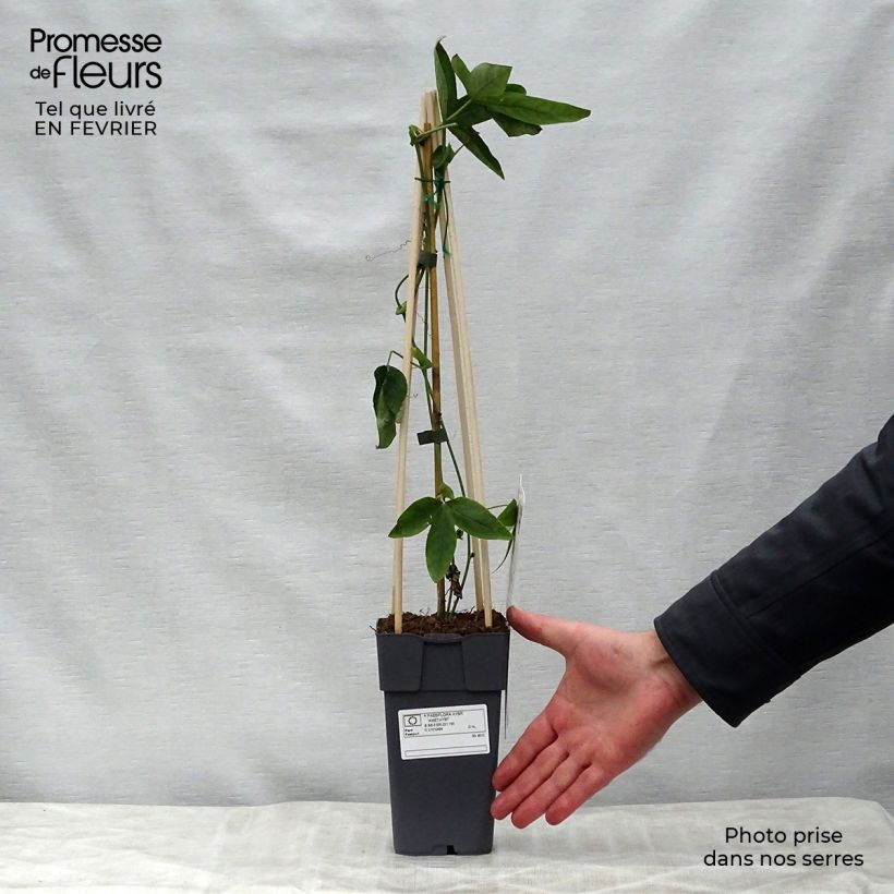 Spécimen de Passiflore x Lavender Lady - Fleur de la Passion Pot de 2L/3L, Livré en hauteur 50/60cm tel que livré en hiver