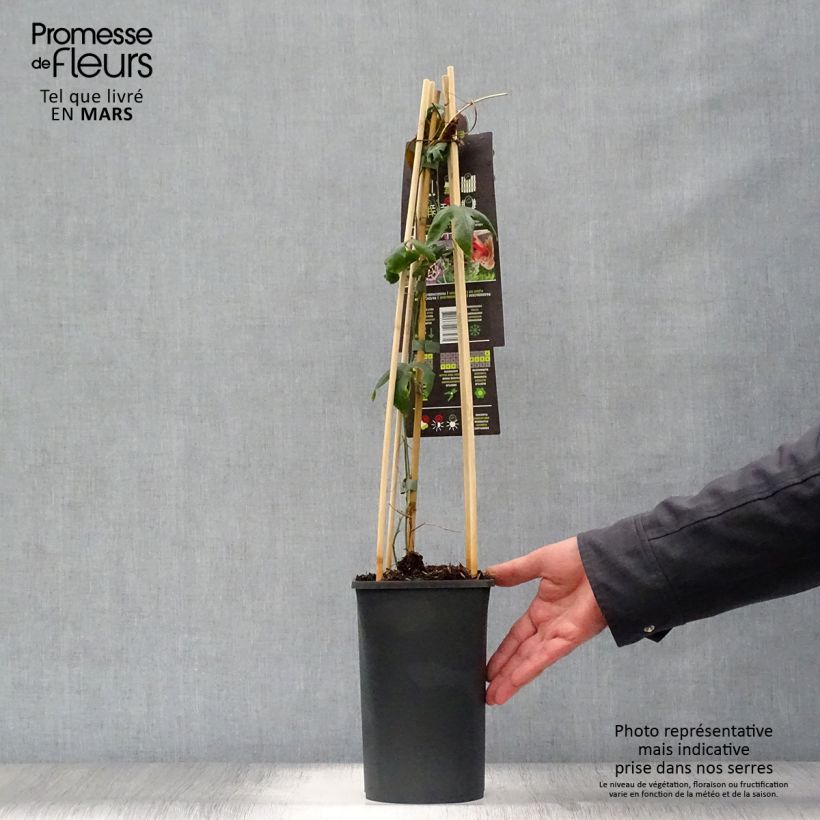 Spécimen de Passiflore x Lavender Lady - Fleur de la Passion Pot de 2L/3L, Livré en hauteur 50/60cm tel que livré au printemps