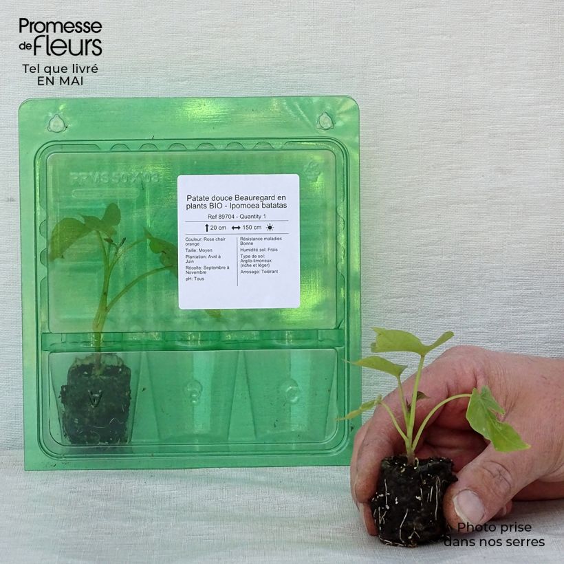 Spécimen de Patate douce Beauregard en plants BIO - Ipomoea batatas Mini-motte Ø 3/4 cm tel que livré au printemps