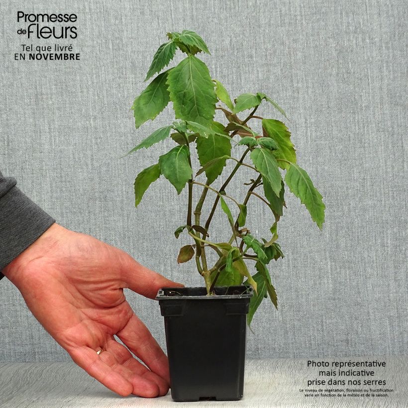 Spécimen de Patchouli - Pogostemon cablin Godet de 8/9 cm tel que livré en automne