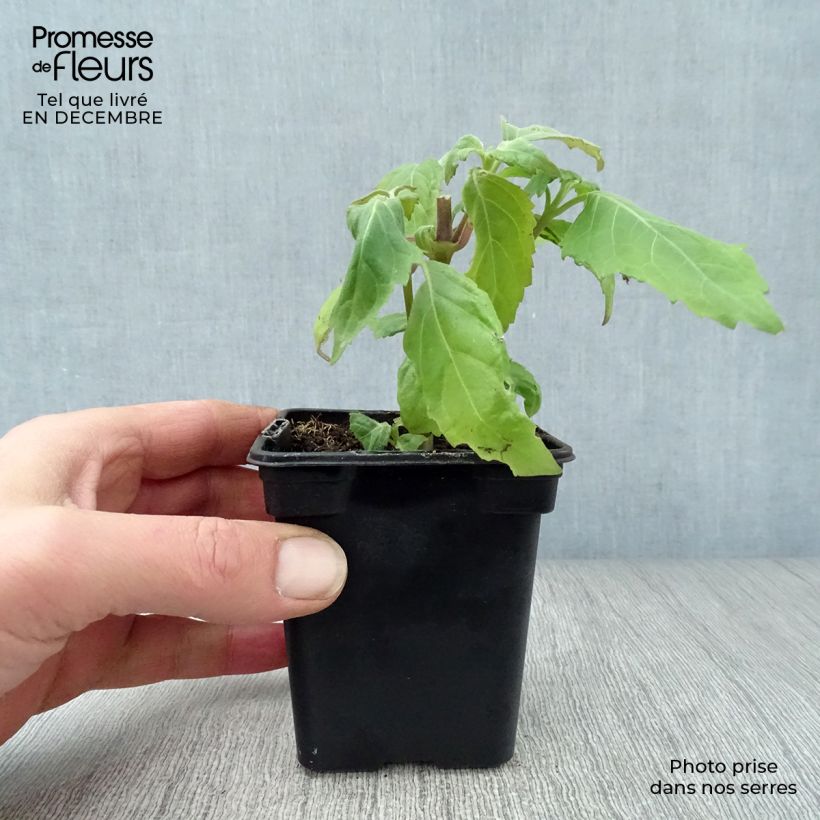Spécimen de Patchouli - Pogostemon cablin Godet de 8/9 cm tel que livré en hiver
