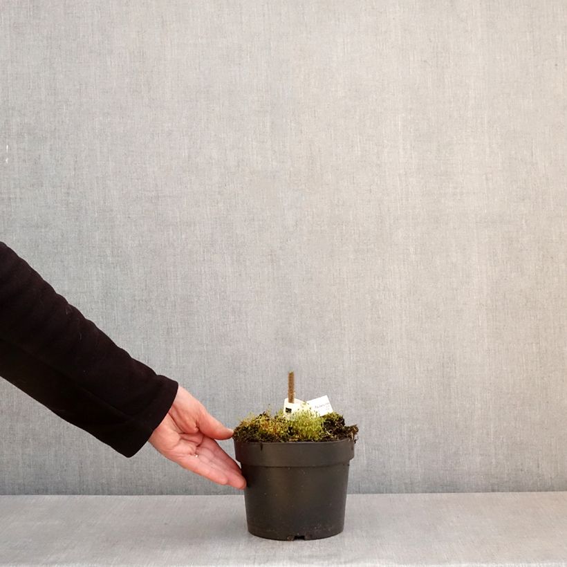 Spécimen de Paulownia tomentosa - Arbre impérial Pot de 2L/3L tel que livré au printemps