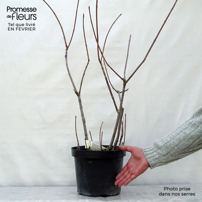 Spécimen de Aesculus parviflora - Pavier blanc Pot de 2L/3L tel que livré en hiver