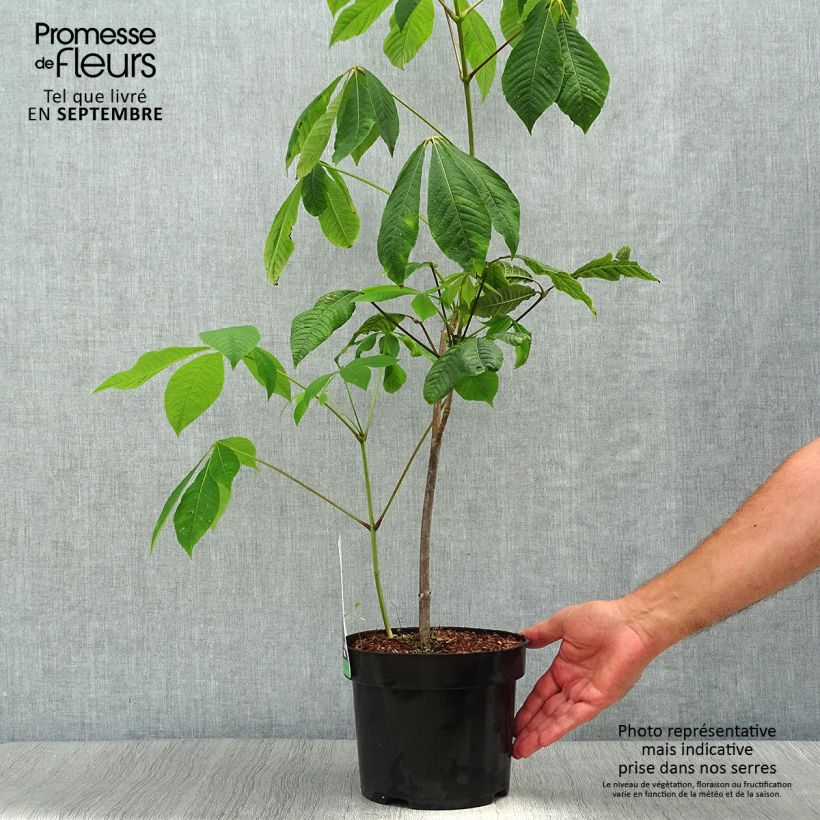 Spécimen de Aesculus parviflora - Pavier blanc Pot de 20L/25L tel que livré en automne