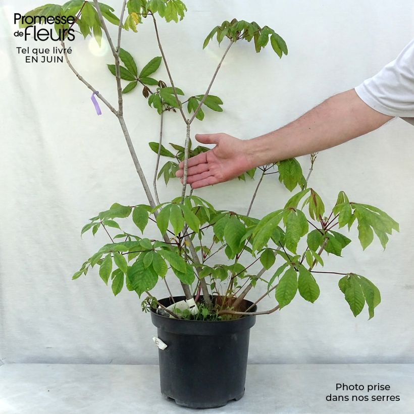 Spécimen de Aesculus parviflora - Pavier blanc Pot de 7,5L/10L tel que livré en été