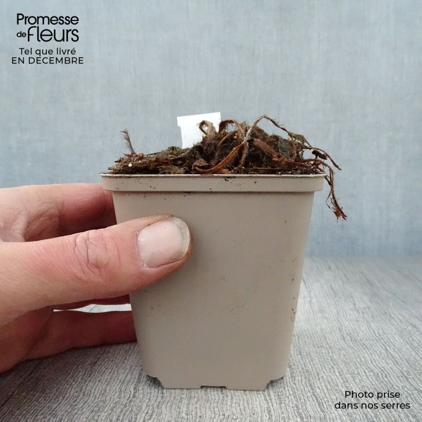 Spécimen de Pavot bleu de l Himalaya - Meconopsis betonicifolia Godet de 8/9 cm tel que livré en hiver