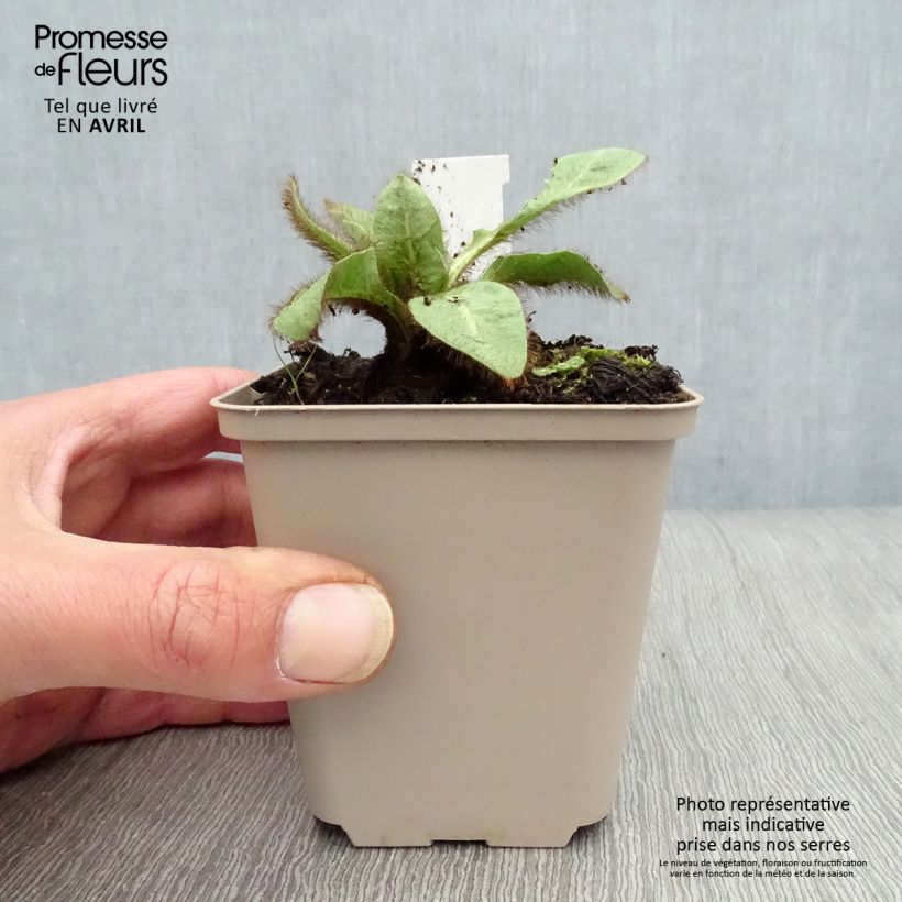 Spécimen de Pavot bleu de l Himalaya - Meconopsis betonicifolia Godet de 8/9 cm tel que livré au printemps