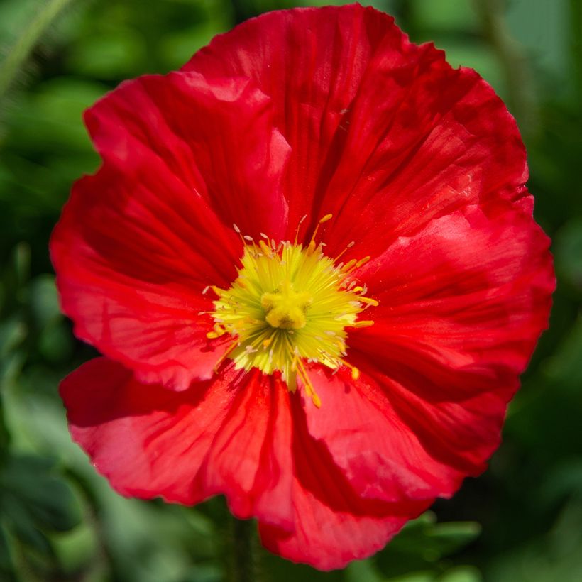 Pavot d'Islande - Papaver nudicaule Champagne Bubbles Mix (Floraison)
