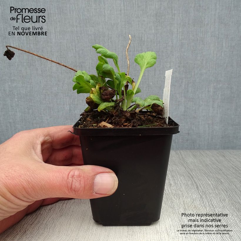 Spécimen de Pavot d Islande - Papaver nudicaule Gartenzwerg Godet de 8/9 cm tel que livré en automne