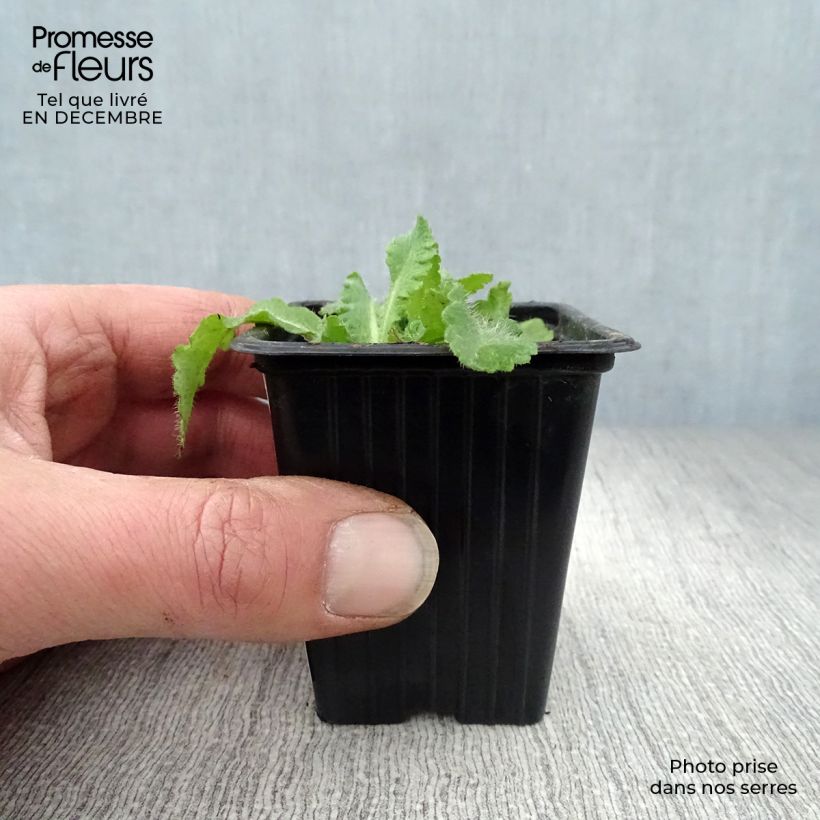 Spécimen de Pavot d'Orient Beauty of Livermere - Papaver orientale Godet de 7/8 cm tel que livré en hiver