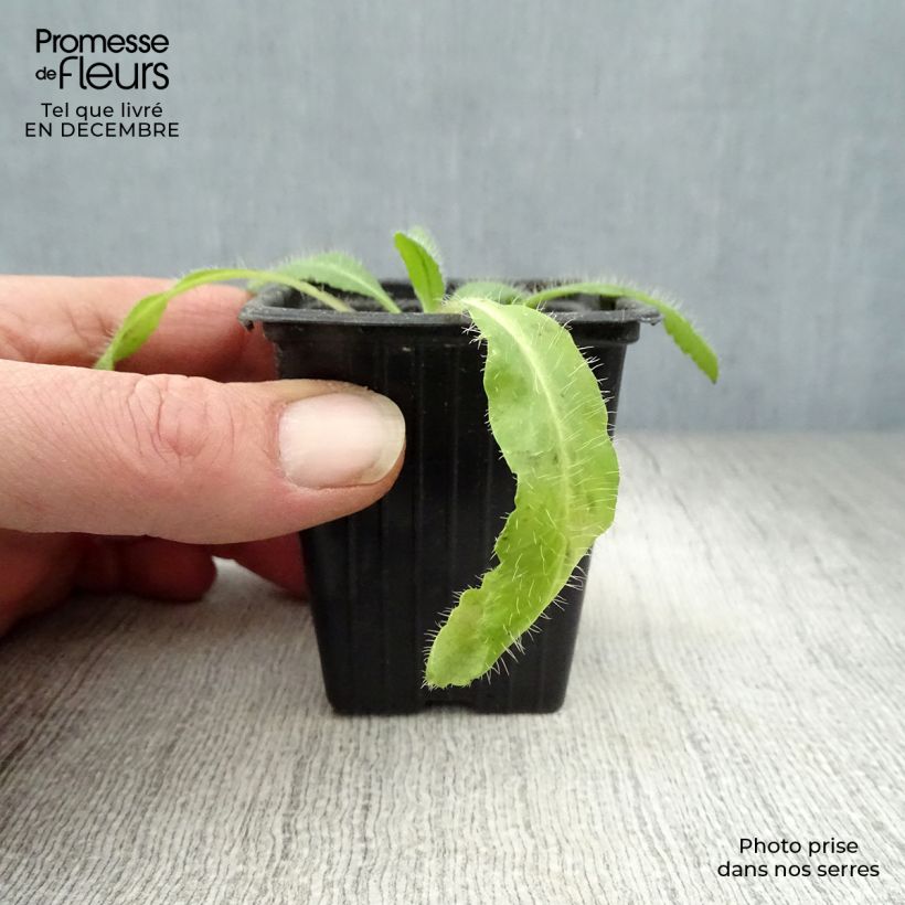 Spécimen de Pavot d'Orient Brilliant- Papaver orientale Godet de 7/8 cm tel que livré en hiver