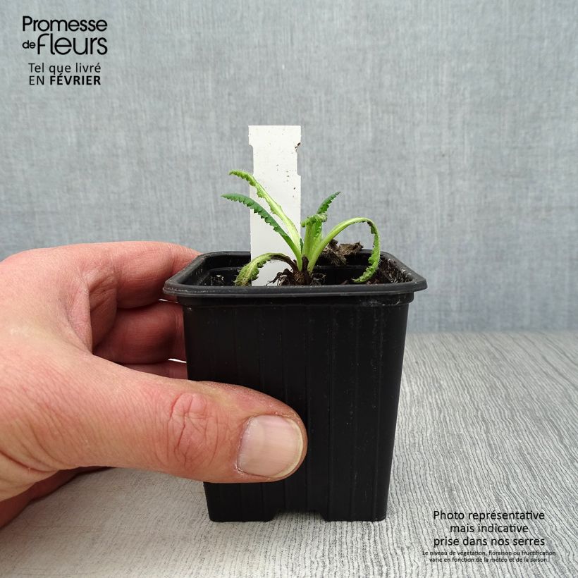 Spécimen de Pavot d'Orient Clochard - Papaver orientale Godet de 8/9 cm tel que livré en hiver