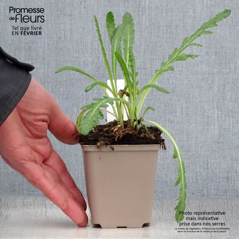 Spécimen de Pavot d'Orient Harvest Moon - Papaver orientale Godet de 8/9 cm tel que livré en hiver