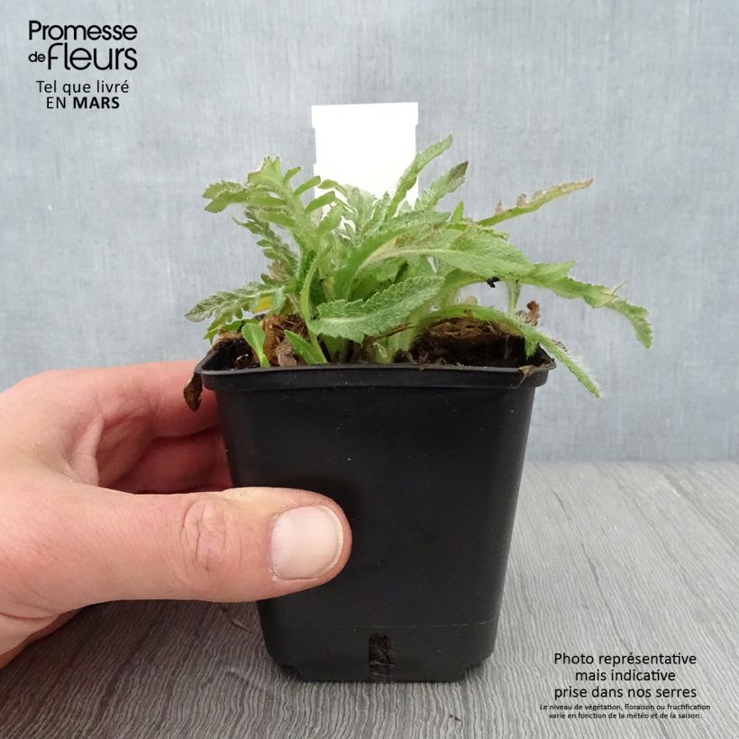 Spécimen de Pavot d'Orient May Queen - Papaver orientale Godet de 8/9 cm tel que livré au printemps