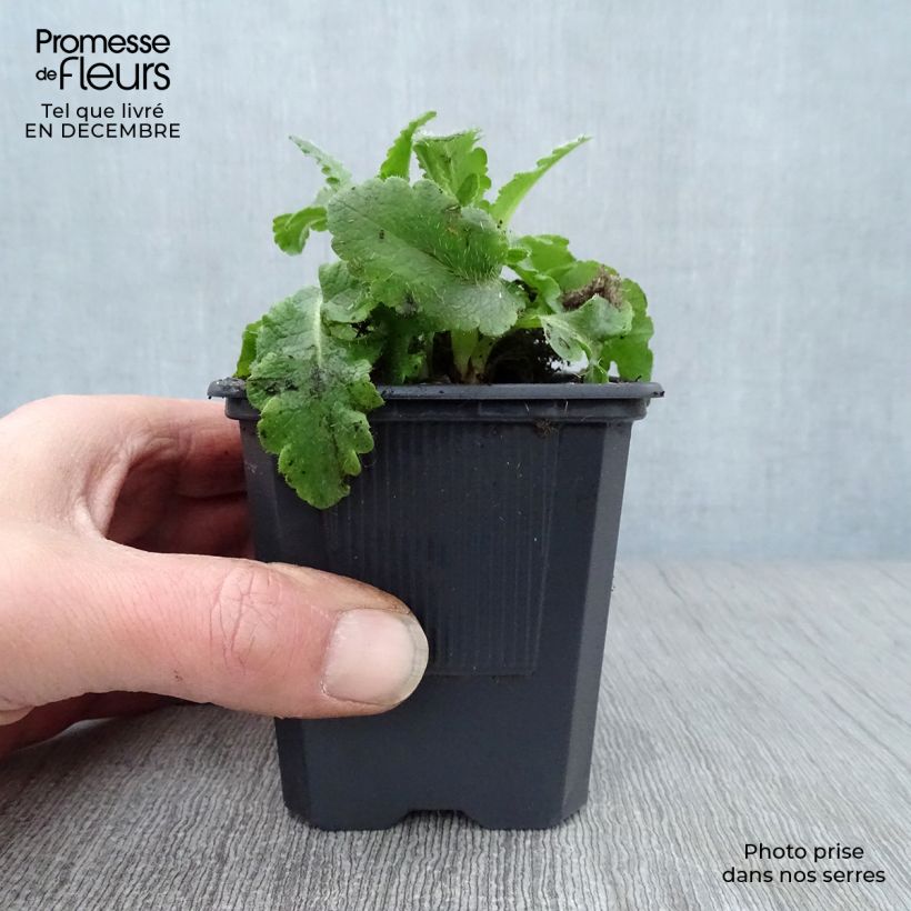 Spécimen de Pavot d'Orient Patty's Plum - Papaver orientale Godet de 8/9 cm tel que livré en hiver