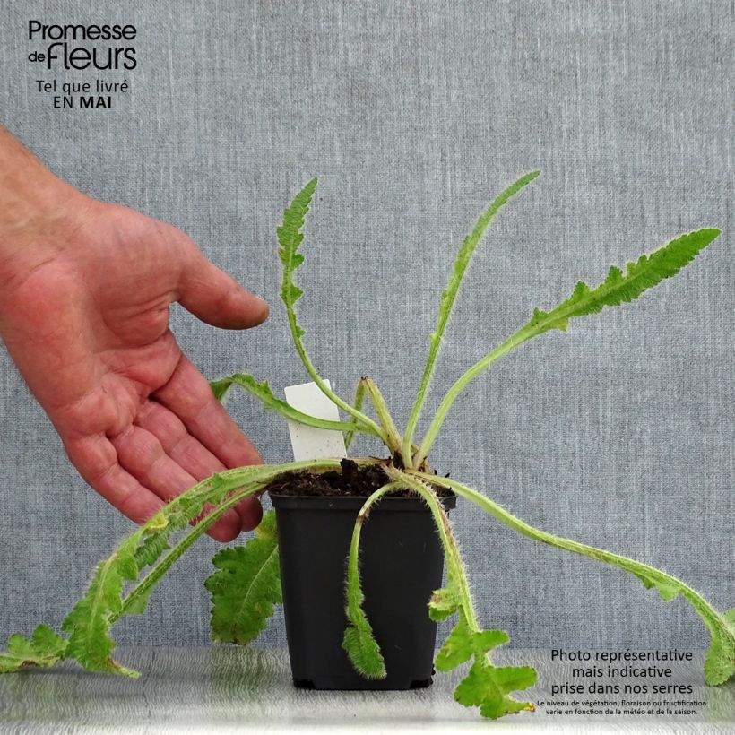 Amostra de Papoila-oriental Picotee Vaso de 8/9 cm tal como entregue na primavera