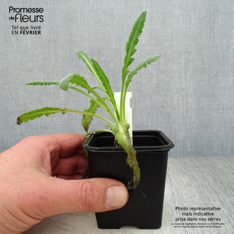 Spécimen de Pavot d'Orient Royal Chocolate Distinction - Papaver orientale Godet de 8/9 cm tel que livré en hiver