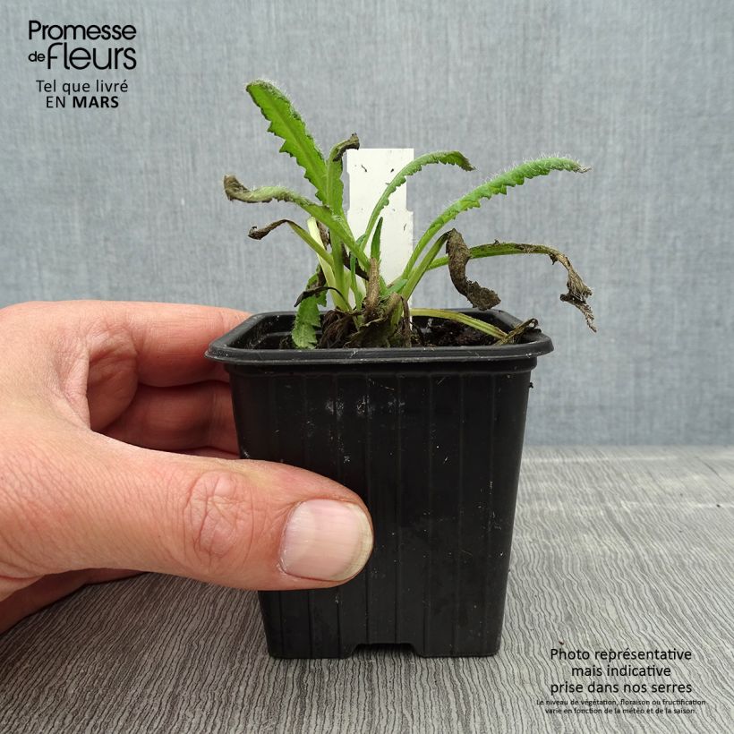 Spécimen de Pavot d'Orient Royal Chocolate Distinction - Papaver orientale Godet de 8/9 cm tel que livré au printemps