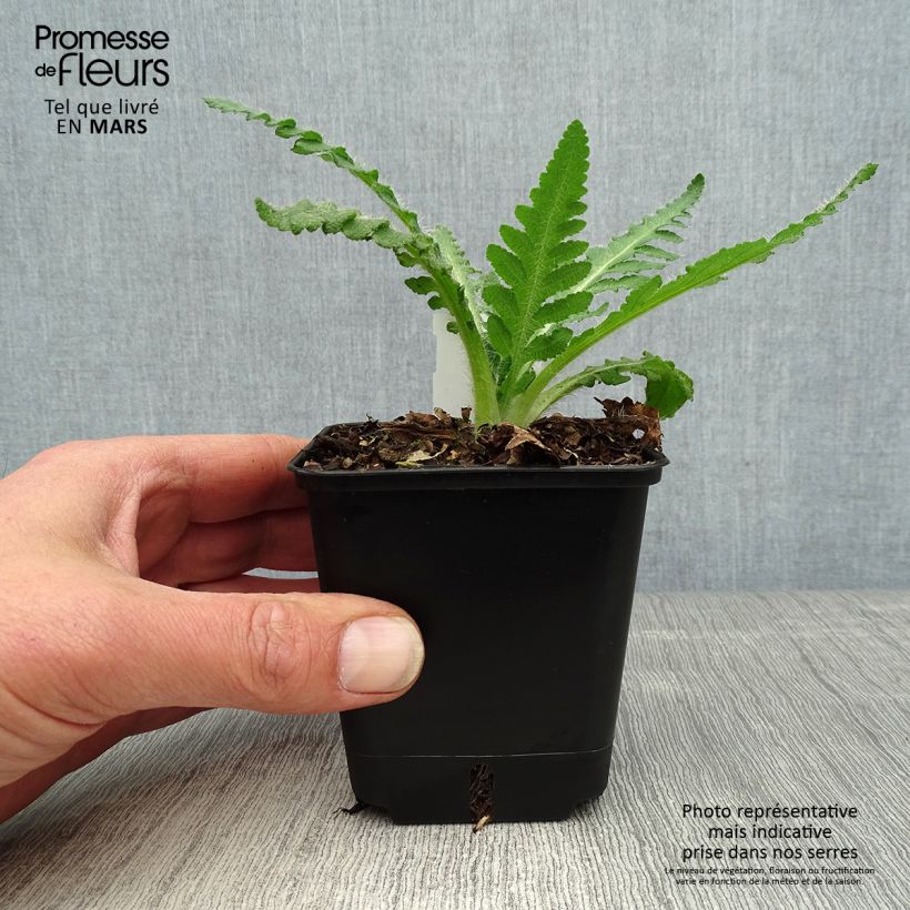 Spécimen de Pavot d'Orient Royal Wedding - Papaver orientale Godet de 7/8 cm tel que livré au printemps